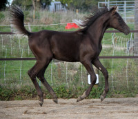 Vente de cheval : PAOLAN DE LOUDJIL